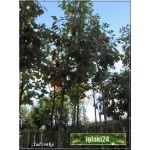 Quercus rubra - Dąb czerwony FOTO