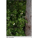 Rhododendron Albiflorum - Azalea Albiflorum - Azalia Albiflorum - białe FOTO