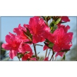 Rhododendron Arabesk - Azalea Arabesk - Azalia Arabesk - czerwone FOTO