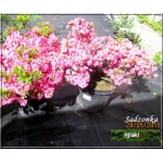 Rhododendron Babuschka - Azalea Babuschka - Azalia Babuschka - różowe FOTO
