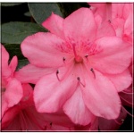 Rhododendron Blaauws Pink - Azalea Blaauws Pink - Azalia Blaauws Pink - różowe FOTO 