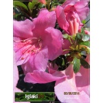 Rhododendron Blaauws Pink - Azalea Blaauws Pink - Azalia Blaauws Pink - różowe FOTO 