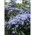 Rhododendron Blue Tit - Różanecznik Blue Tit - jasnoniebieskie FOTO 