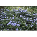 Rhododendron Blue Tit - Różanecznik Blue Tit - jasnoniebieskie FOTO 