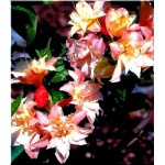 Rhododendron Cannon\'s Double - Azalea Cannon\'s Double - Azalia Cannon\'s Double - różowo-kremowo-żółte FOTO
