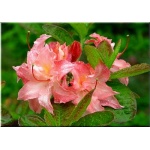 Rhododendron Cannon\'s Double - Azalea Cannon\'s Double - Azalia Cannon\'s Double - różowo-kremowo-żółte C5 20-40cm