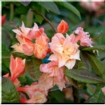 Rhododendron Cannon\'s Double - Azalea Cannon\'s Double - Azalia Cannon\'s Double - różowo-kremowo-żółte FOTO
