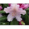 Rhododendron Caroline Allbrook - Różanecznik Caroline Allbrook - jasnofioletowe FOTO