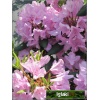 Rhododendron catawbiense Roseum Elegans - Różanecznik katawbijski Roseum Elegans - różowoliliowe FOTO
