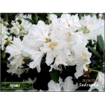 Rhododendron Cunningham\'s White - Różanecznik Cunningham\'s White - białe FOTO