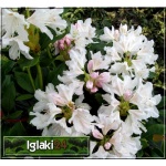 Rhododendron Cunningham\'s White - Różanecznik Cunningham\'s White - białe FOTO