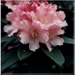 Rhododendron Dreamland - Różanecznik Dreamland - różowo-kremowe FOTO