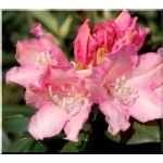 Rhododendron Dreamland - Różanecznik Dreamland - różowo-kremowe FOTO