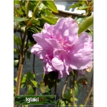 Rhododendron Elsie Lee - Azalea Elsie Lee - Azalia Elsie Lee - jasnoliliowe FOTO