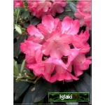 Rhododendron Fantastica - Różanecznik Fantastica - różowe FOTO
