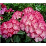 Rhododendron Fantastica - Różanecznik Fantastica - różowe FOTO