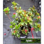 Rhododendron Fridoline - Azalea Fridoline - Azalia Fridoline - czerwono-pomarańczowe FOTO