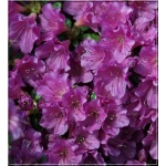 Rhododendron Geisha Purple - Azalea Geisha Purple - Azalia Geisha Purple - Rhododendron Hiroko - Azalea Hiroko - Azalia Hiroko - liliowo-fioletowe FOTO 