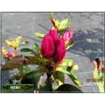 Rhododendron Georg Arends - Azalea Georg Arends - Azalia Georg Arends - purpurowoczerwone FOTO
