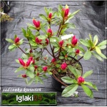Rhododendron Georg Arends - Azalea Georg Arends - Azalia Georg Arends - purpurowoczerwone FOTO