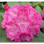 Rhododendron Germania - Różanecznik Germania - różowe FOTO 