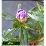 Rhododendron Gletschernacht - Różanecznik Gletschernacht - fioletowo-niebieskie FOTO
