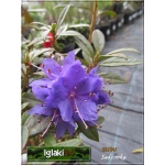 Rhododendron Gletschernacht - Różanecznik Gletschernacht - fioletowo-niebieskie FOTO