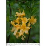 Rhododendron Golden Light - Azalea Golden Light - Azalia Golden Light - pomarańczowo-żółte FOTO 