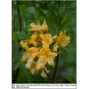 Rhododendron Golden Light - Azalea Golden Light - Azalia Golden Light - pomarańczowo-żółte C5 20-60cm 