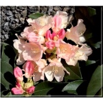 Rhododendron Golden Torch - Różanecznik Golden Torch - kremowe FOTO