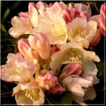 Rhododendron Golden Torch - Różanecznik Golden Torch - kremowe FOTO