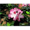 Rhododendron Hachmann\'s Charmant - Różanecznik Hachmann\'s Charmant - biało-różowe FOTO