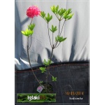 Rhododendron Homebush - Azalea Homebush - Azalia Homebush - różowe FOTO 