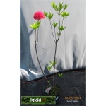 Rhododendron Homebush - Azalea Homebush - Azalia Homebush - różowe FOTO 