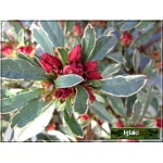 Rhododendron Hot Shot Variegata - Azalea Hot Shot Variegata - Azalia Hot Shot Variegata - czerwone, obrzeżone liście FOTO