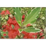 Rhododendron Hot Shot Variegata - Azalea Hot Shot Variegata - Azalia Hot Shot Variegata - czerwone, obrzeżone liście FOTO