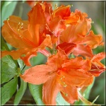 Rhododendron Hotspur Orange - Azalea Hotspur Orange - Azalia Hotspur Orange - pomarańczowe FOTO
