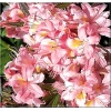 Rhododendron Juniduft - Azalea Juniduft - Azalia Juniduft - jasnoróżowe FOTO