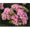 Rhododendron Kermesina Rose - Azalea Kermesina Rose - Azalia Kermesina Rose - różowe C2 20-60cm