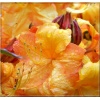 Rhododendron Klondyke - Azalea Klondyke - Azalia Klondyke - pomarańczowo-żółte C3 30-50cm