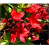 Rhododendron Nabucco - Azalea Nabucco - Azalia Nabucco - czerwone FOTO
