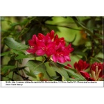 Rhododendron Nova Zembla - Różanecznik Nova Zembla - rubinowoczerwone C3 20-40cm