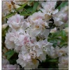 Rhododendron mrs Nancy Dippel - Azalea mrs Nancy Dippel - Azalia mrs Nancy Dippel - bladoróżowe FOTO 