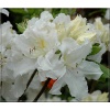 Rhododendron Oxydol - Azalea Oxydol - Azalia Oxydol - białe FOTO