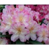 Rhododendron Percy Wiseman - Różanecznik Percy Wiseman - różowe FOTO