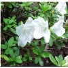 Rhododendron Pleasant White - Azalea Pleasant White - Azalia Pleasant White - białe FOTO