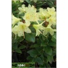 Rhododendron Princess Anne - Różanecznik Princess Anne - Rhododendron Golden Fleece - Różanecznik Golden Fleece - żółte FOTO