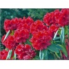 Rhododendron Red Jack - Różanecznik Red Jack - czerwony FOTO