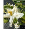 Rhododendron Schneegold - Azalea Schneegold - Azalia Schneegold - białe ze złotym FOTO