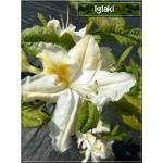 Rhododendron Schneegold - Azalea Schneegold - Azalia Schneegold - białe ze złotym C5 20-60cm